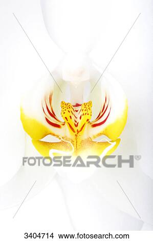 Picture - Orchid blossom, detail, view upon . Fotosearch
