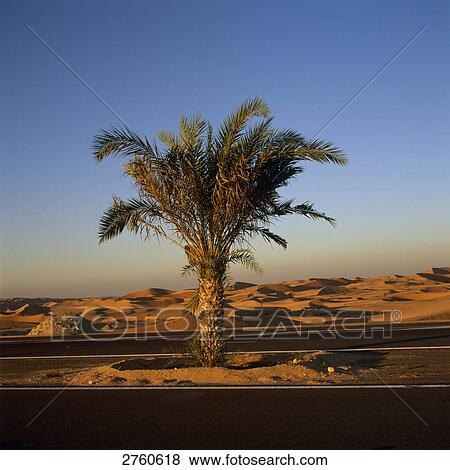 Palm tree between road, United Arab Emirates View Large Photo Image Stock Photo - Palm tree between road, United Arab Emirates . Fotosearch