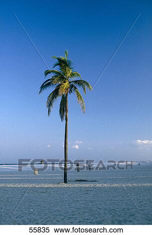 Stock Photography - Palm tree on beach, Miami Beach, Florida, USA . Fotosearch