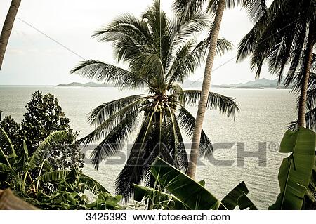 Stock Image - Palm trees at the cosat of Ko Phangan, Thailand . Fotosearch