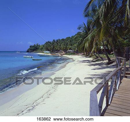 Palm trees on beach, Mustique, Grenadines, Windward Islands, Grenada View Large Photo Image Stock Image - Palm trees on beach, Mustique, Grenadines, Windward Islands, Grenada . Fotosearch
