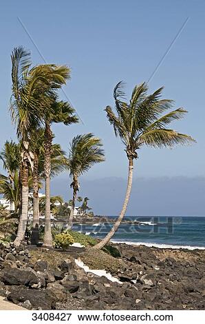 Palm trees on the coast of Puerto del Carmen, Lanzarote, Spain View Large Photo Image Stock Photo - Palm trees on the coast of Puerto del Carmen, Lanzarote, Spain . Fotosearch