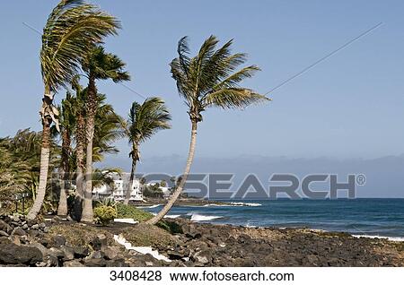 Palm trees on the coast of Puerto del Carmen, Lanzarote, Spain View Large Photo Image Stock Photo - Palm trees on the coast of Puerto del Carmen, Lanzarote, Spain . Fotosearch