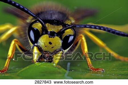 Stock Image - Paravespula germanica sucking, close-up . Fotosearch