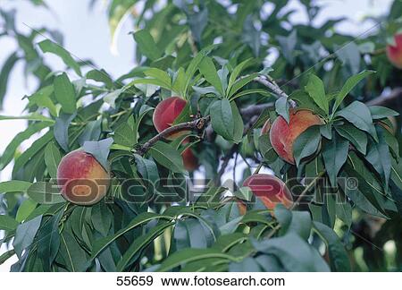 Peaches growing on tree View Large Photo Image Stock Photo - Peaches growing on tree . Fotosearch