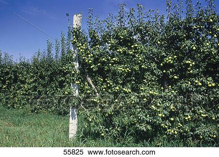 Stock Photography - Pear trees in field . Fotosearch