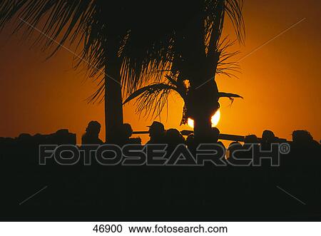 People near palm trees on beach near at sunset, Key West, Florida, USA View Large Photo Image Stock Image - People near palm trees on beach near at sunset, Key West, Florida, USA . Fotosearch
