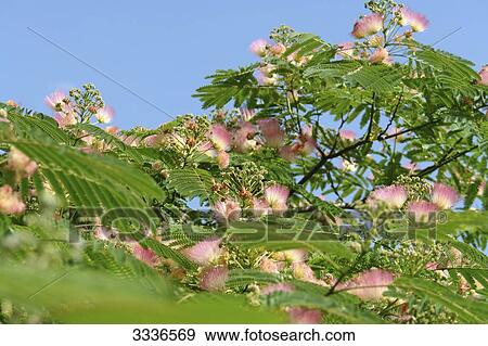 Stock Photo - Persian Silk Tree (Albizia julibrissin) blooming, Trauttmansdorff Castle Gardens, Meran, Italy . Fotosearch