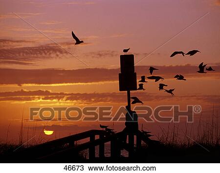 Stock Image - Person feeding pigeons at sunset, St. Peter's Beach, St. Petersburg, Florida, USA . Fotosearch