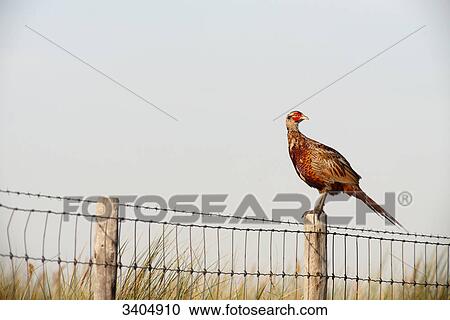Pheasant (Phasianus colchicus) perching on a fence, Texel, Netherlands, low angle view View Large Photo Image Stock Image - Pheasant (Phasianus colchicus) perching on a fence, Texel, Netherlands, low angle view . Fotosearch