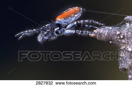 Stock Image - Philaeus chhrysops, close-up . Fotosearch
