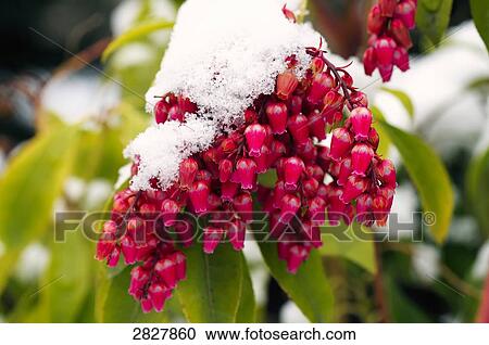Stock Image - Pieris japonica, close-up . Fotosearch