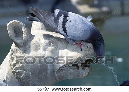 Stock Photo - Pigeon drinking water from fountain, Sienna, Italy . Fotosearch