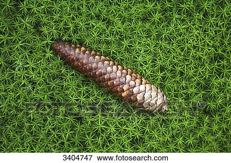 Stock Photo - Pine cone on moss, Baden-Wuerttemberg, Germany, view upon . Fotosearch