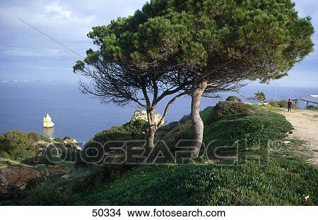 Picture - Pine tree at coast, Atlantic Ocean, Lagos, Algarve, Portugal . Fotosearch