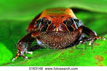 Poison dart frog, Dentrobates View Large Photo Image Stock Photo - Poison dart frog, Dentrobates . Fotosearch