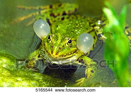 Picture - Pool frog . Fotosearch