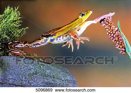 Pool frog, Rana lessonae View Large Photo Image Stock Photo - Pool frog, Rana lessonae . Fotosearch