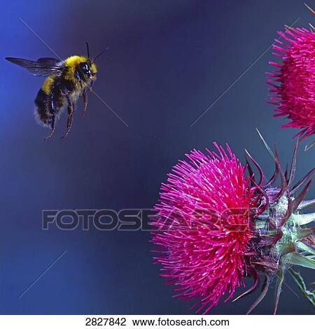Stock Image - Pyrobombus jonellus martes, close-up . Fotosearch