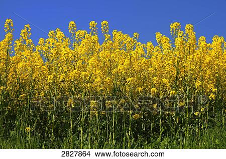 rape field, close-up View Large Photo Image Picture - rape field, close-up . Fotosearch
