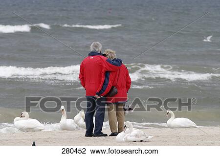 Stock Image - Rear view of couple with swans on beach . Fotosearch
