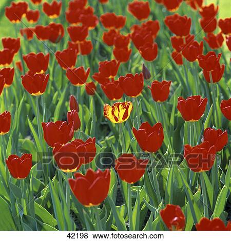 Stock Photo - Red tulip flowers in garden . Fotosearch