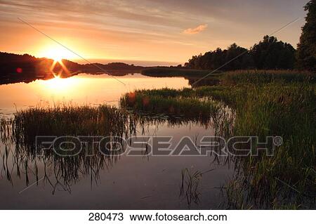 Reed in lake, Poland View Large Photo Image Stock Image - Reed in lake, Poland . Fotosearch