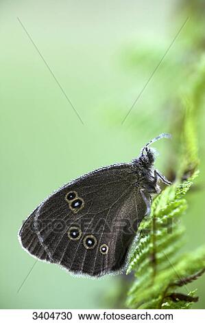 Ringlet (Aphantopus hyperantus) sitting on fern, Baden-Wuerttemberg, Germany, close-up View Large Photo Image Stock Image - Ringlet (Aphantopus hyperantus) sitting on fern, Baden-Wuerttemberg, Germany, close-up . Fotosearch