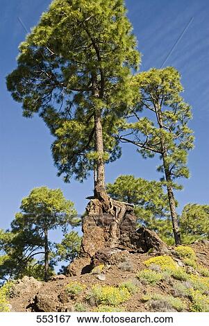 Rocks near tree, Pico De Teide, El Teide National Park, Tenerife, Canary Islands, Spain View Large Photo Image Stock Photo - Rocks near tree, Pico De Teide, El Teide National Park, Tenerife, Canary Islands, Spain . Fotosearch