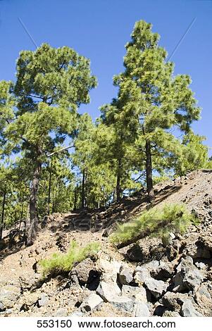 Rocks with trees in national park, El Teide National Park, Tenerife, Canary Islands, Spain View Large Photo Image Stock Image - Rocks with trees in national park, El Teide National Park, Tenerife, Canary Islands, Spain . Fotosearch
