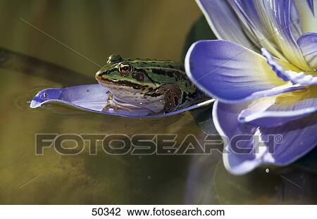 Stock Image - Roesel's green frog (Rana esculenta) on water lily . Fotosearch
