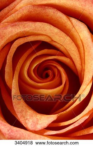 Stock Photo - Rose blossom, view upon, detail . Fotosearch