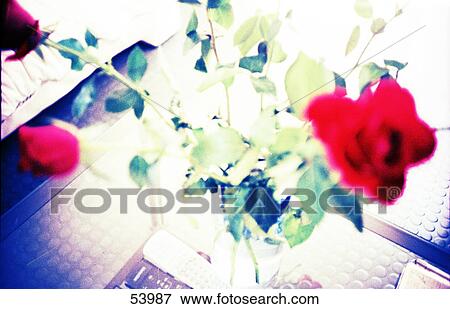 Roses in vase View Large Photo Image Stock Photo - Roses in vase . Fotosearch