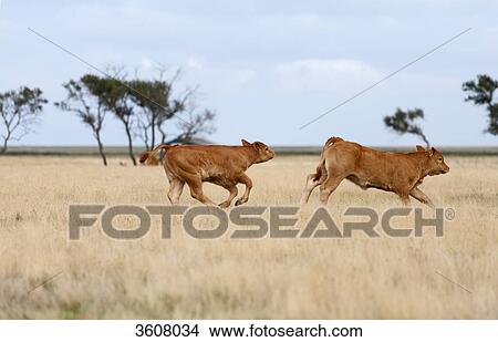 Running calves on a meadow near de Cockstorp, View Large Photo Image Picture - Running calves on a meadow near de Cockstorp, . Fotosearch