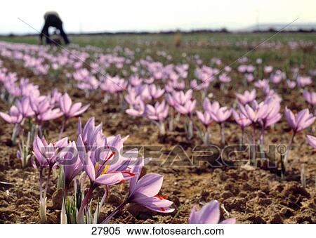 Saffron flowers in field, Consuegra, Toledo Province, Castilla La Mancha, Spain View Large Photo Image Stock Photography - Saffron flowers in field, Consuegra, Toledo Province, Castilla La Mancha, Spain . Fotosearch