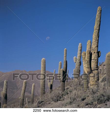 Saguaro cacti (Carnegiea gigantea) on hill, Andes, Argentina  View Large Photo Image Stock Image - Saguaro cacti (Carnegiea gigantea) on hill, Andes, Argentina . Fotosearch