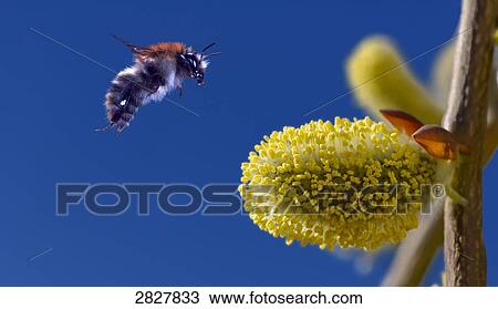 Salix caprea, close-up View Large Photo Image Stock Image - Salix caprea, close-up . Fotosearch