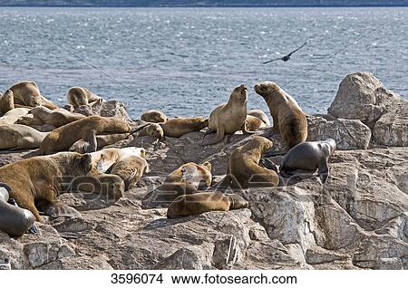 Sea lion colony on a rocky island, Tierra del Fuego, Argentina View Large Photo Image Picture - Sea lion colony on a rocky island, Tierra del Fuego, Argentina . Fotosearch