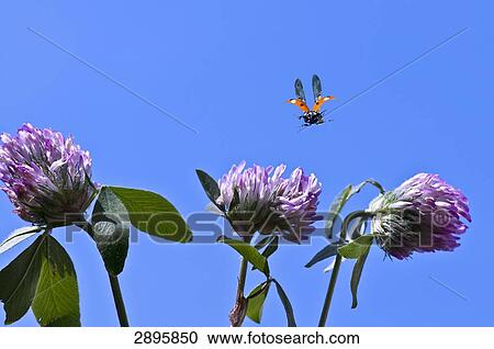 Seven-Spotted Ladybird (Coccinella septempunctata) flying to crimson clover, close-up View Large Photo Image Stock Image - Seven-Spotted Ladybird (Coccinella septempunctata) flying to crimson clover, close-up . Fotosearch