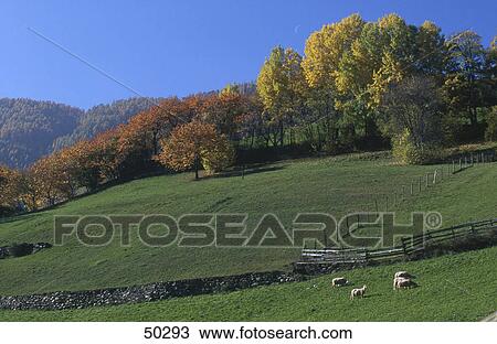 Sheep grazing in field, Martelltal Valley, Alto Adige, Italy View Large Photo Image Stock Image - Sheep grazing in field, Martelltal Valley, Alto Adige, Italy . Fotosearch