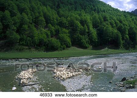 Sheep herd crossing river, Vaal River, Anso Valley, Pyrenees, Navarra, Spain View Large Photo Image Stock Image - Sheep herd crossing river, Vaal River, Anso Valley, Pyrenees, Navarra, Spain . Fotosearch