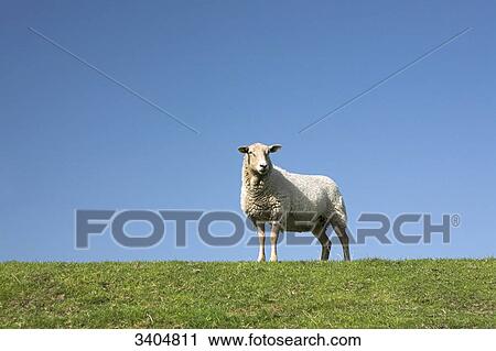 Sheep (Ovis aries) on a meadow, Texel, Netherlands, low angle view View Large Photo Image Stock Image - Sheep (Ovis aries) on a meadow, Texel, Netherlands, low angle view . Fotosearch