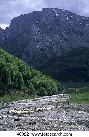 Stock Image - Sheep with mountain in background, Pyrenees, Veral River, Anso Valley, Navarra, Spain . Fotosearch