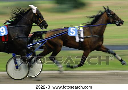Side profile of horses running on racing track View Large Photo Image Stock Image - Side profile of horses running on racing track . Fotosearch