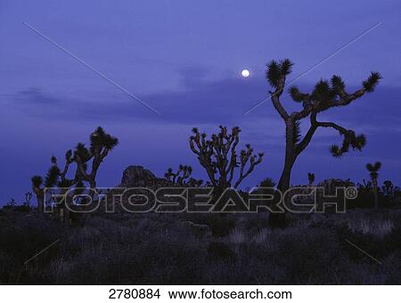 Silhouette of Joshua trees (Yucca brevifolia) in desert, Joshua Tree National Park, California, USA View Large Photo Image Picture - Silhouette of Joshua trees (Yucca brevifolia) in desert, Joshua Tree National Park, California, USA . Fotosearch