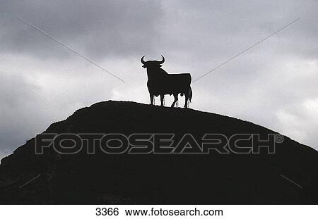 Silhouette of livestock, Spain, Europe View Large Photo Image Stock Photograph - Silhouette of livestock, Spain, Europe . Fotosearch