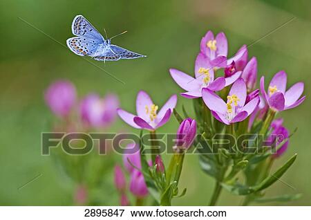 Silver-studded Blue (Plebejus argus) flying to Centaurium erythraea, close-up View Large Photo Image Stock Photo - Silver-studded Blue (Plebejus argus) flying to Centaurium erythraea, close-up . Fotosearch
