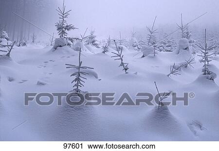 Stock Image - Snow covered firs, Snezka, Harz National Park, Germany . Fotosearch