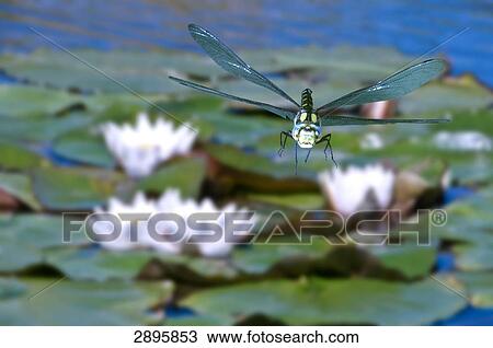 southern hawker (Aeshna cyanea) flying over water lilies, close-up View Large Photo Image Stock Image - southern hawker (Aeshna cyanea) flying over water lilies, close-up . Fotosearch