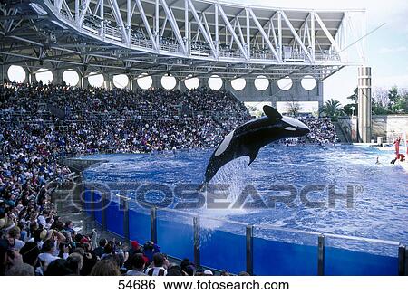 Spectators watching Killer Whale show, Sea World, Florida, USA View Large Photo Image Stock Photograph - Spectators watching Killer Whale show, Sea World, Florida, USA . Fotosearch